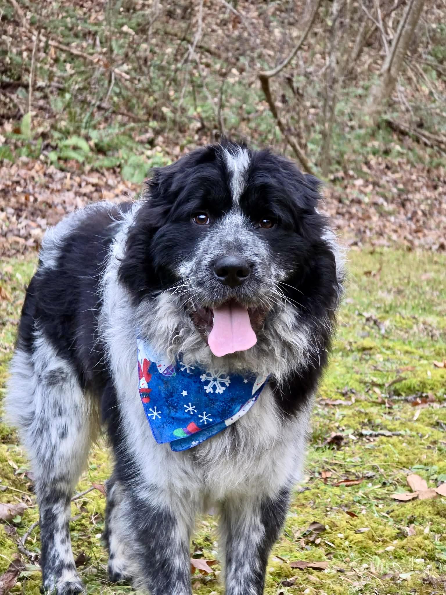 Enlarge Thane, a Adoptable mixed breed in Sevierville, TN image 5/5