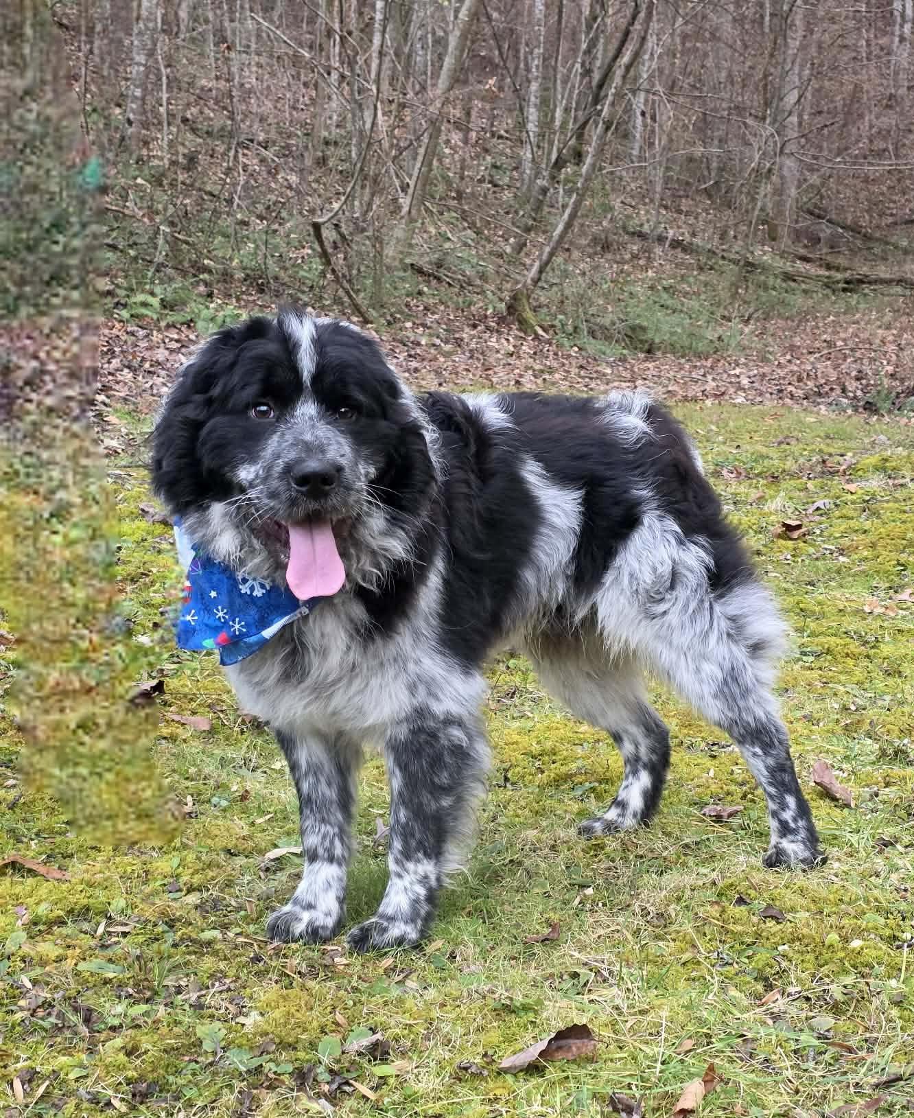 Enlarge Thane, a Adoptable mixed breed in Sevierville, TN image 2/5