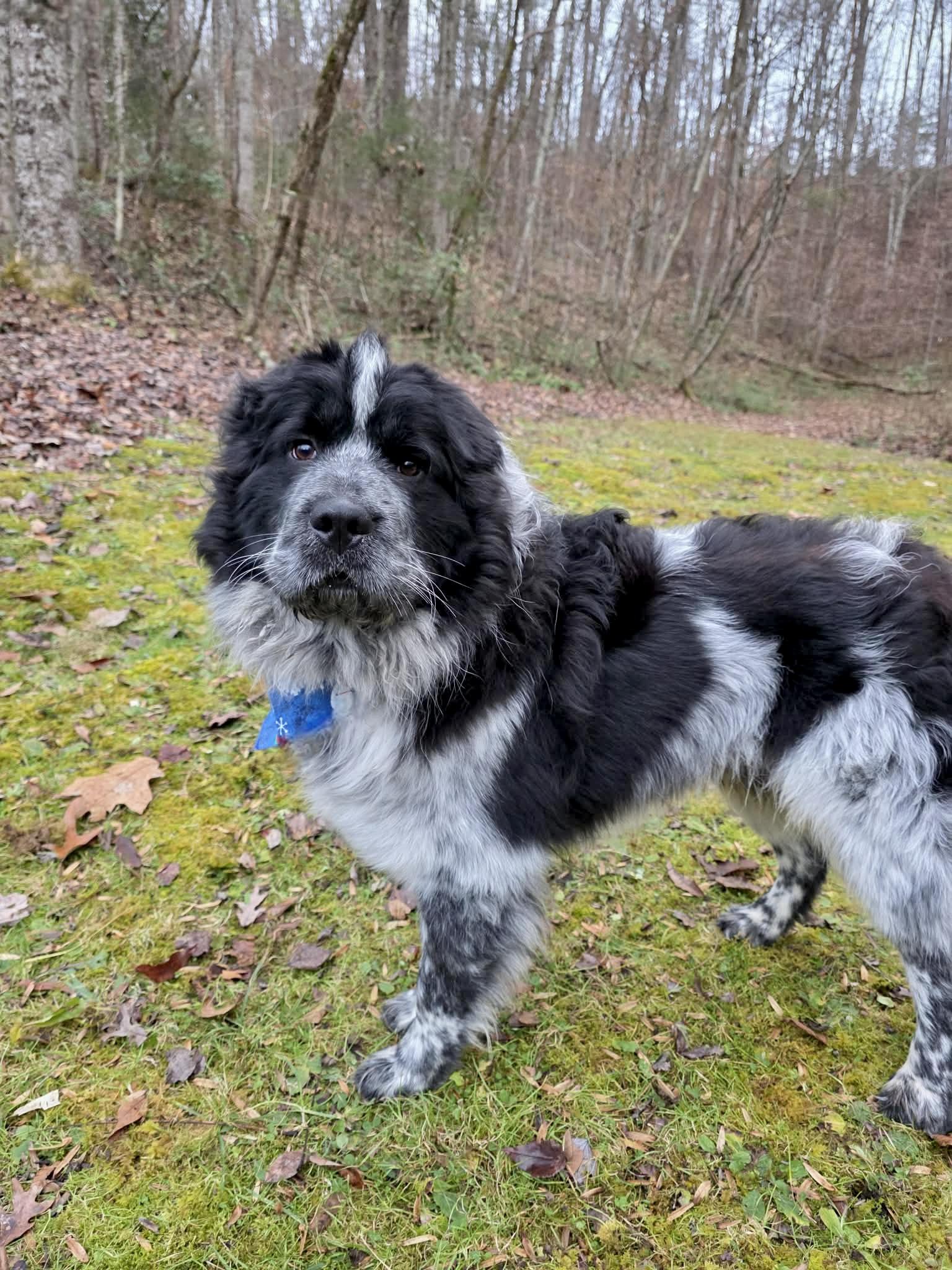 Enlarge Thane, a Adoptable mixed breed in Sevierville, TN image 3/5