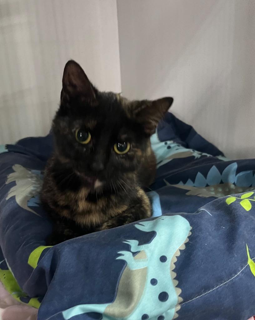 Stella, Adoptable, Young Female Calico.