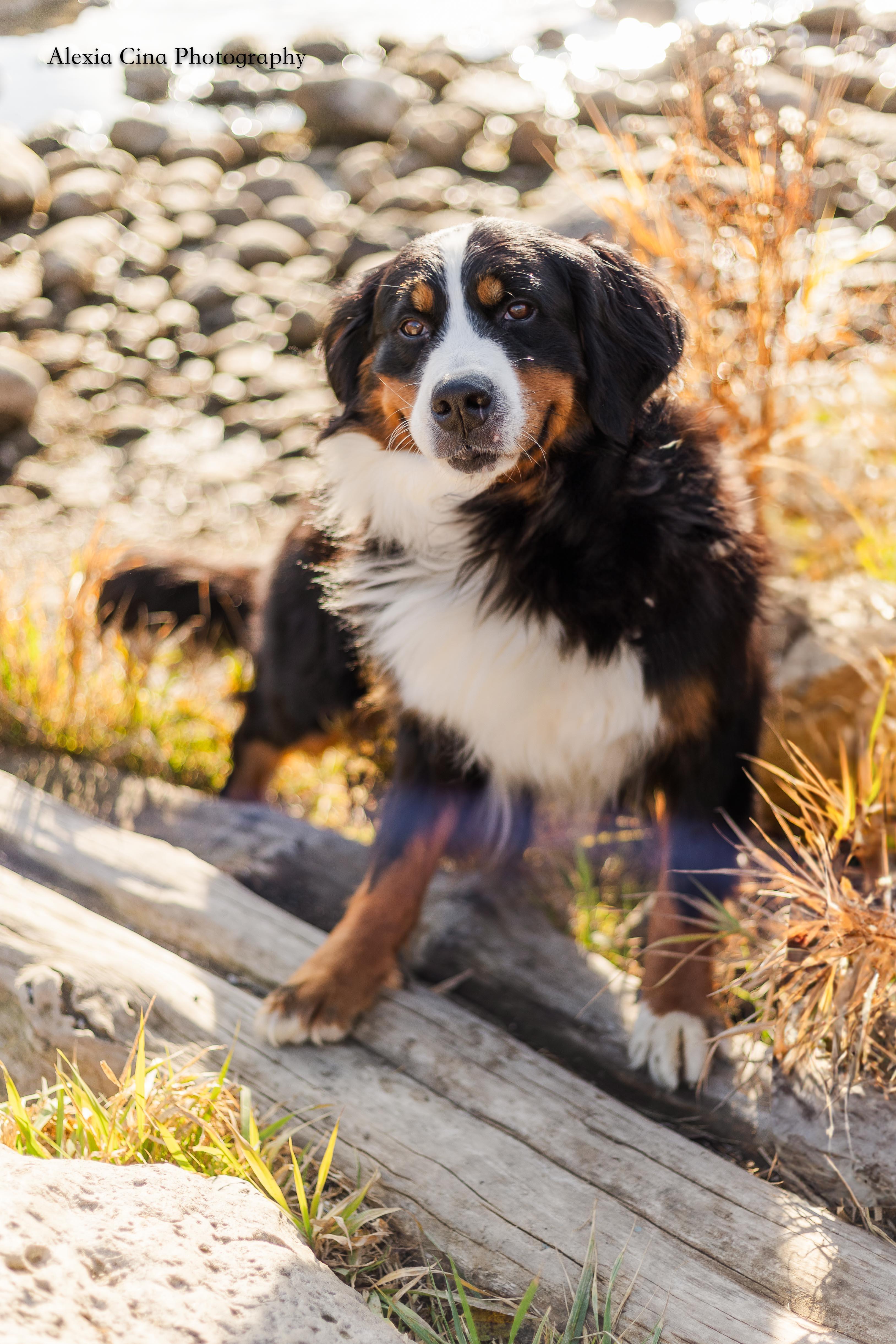 Enlarge Bernice, an adopted Bernese Mountain Dog in Drumbo, ON image 3/4