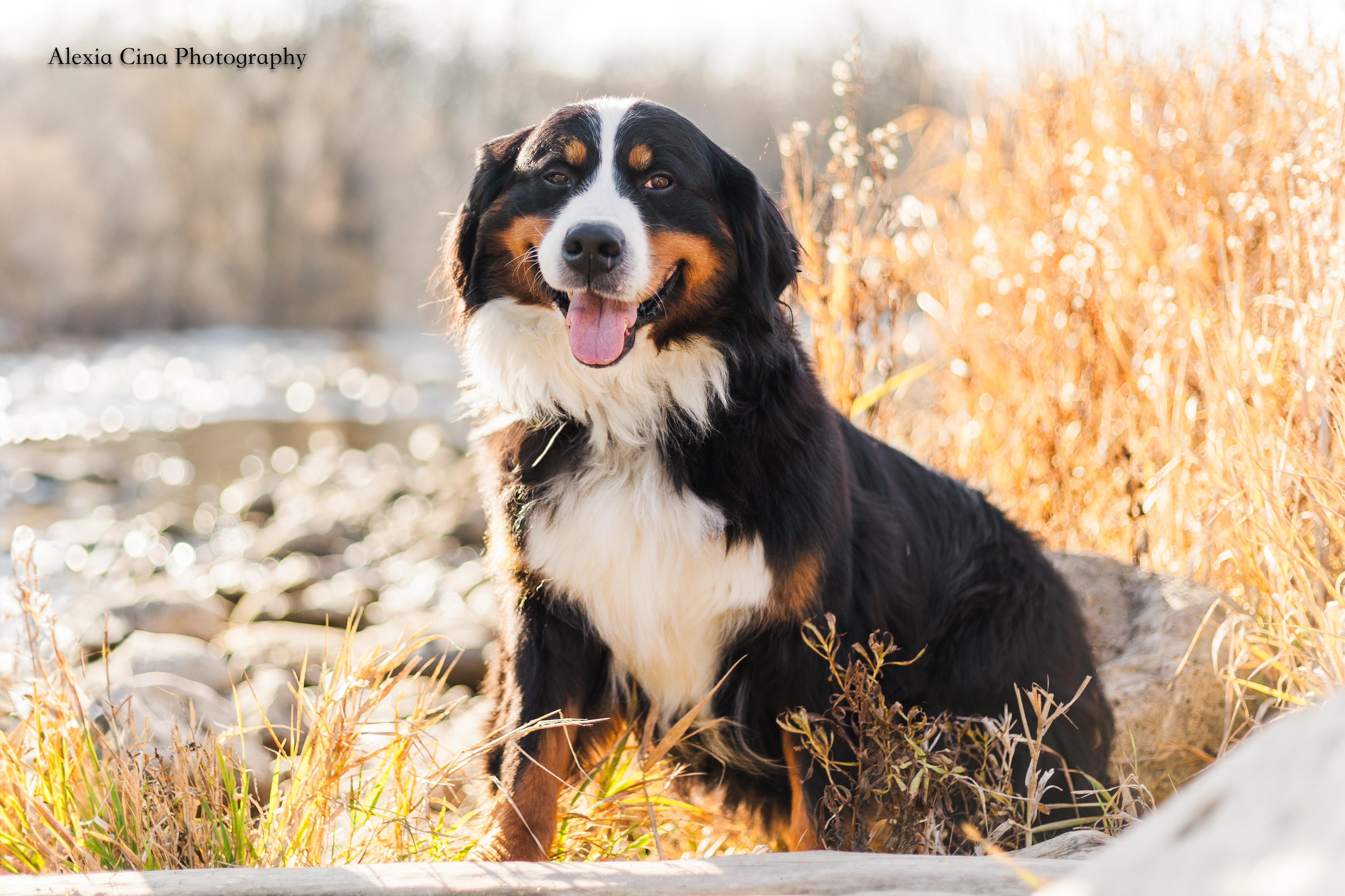 Enlarge Bernice, an adopted Bernese Mountain Dog in Drumbo, ON image 2/4