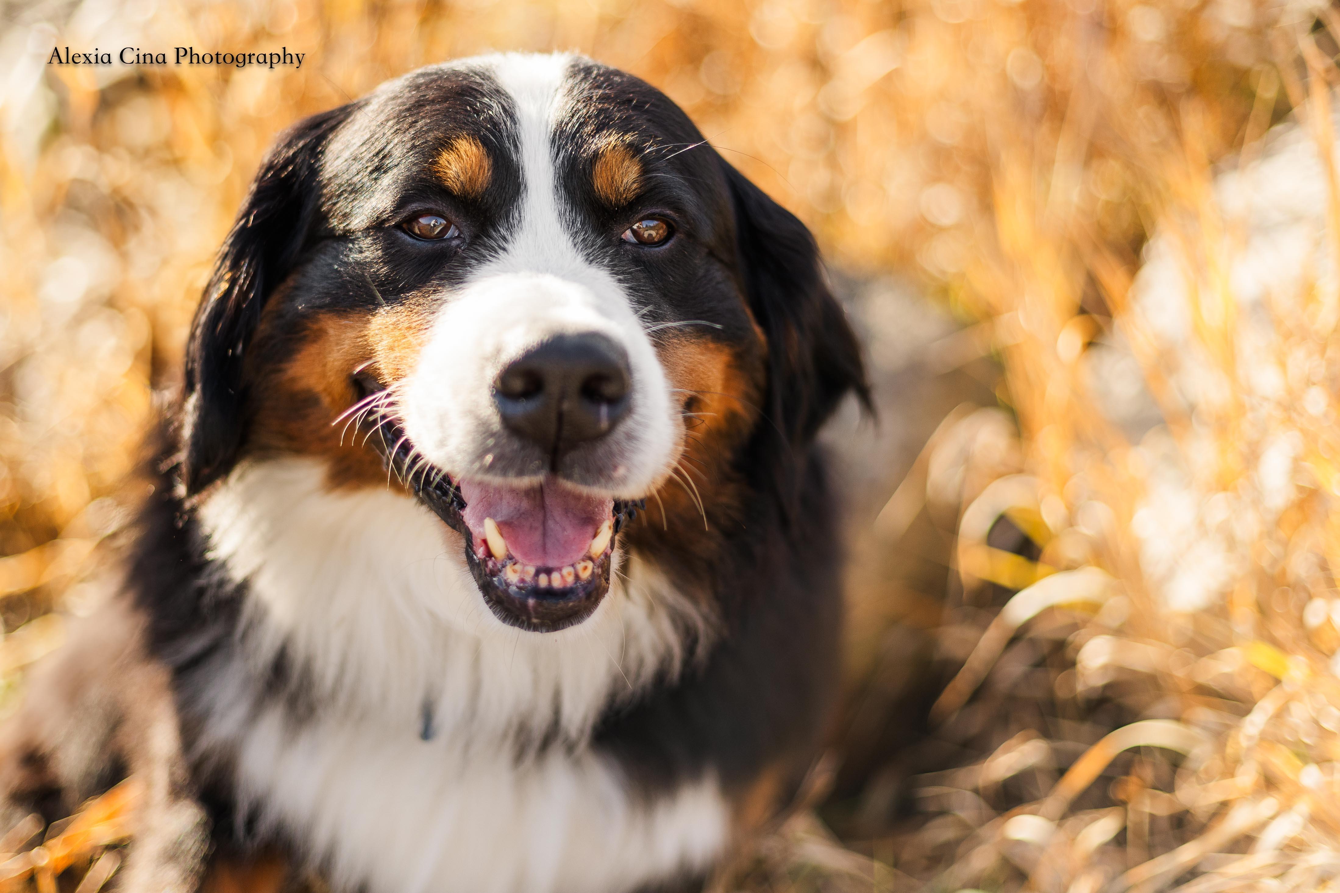 Enlarge Bernice, an adopted Bernese Mountain Dog in Drumbo, ON image 1/4