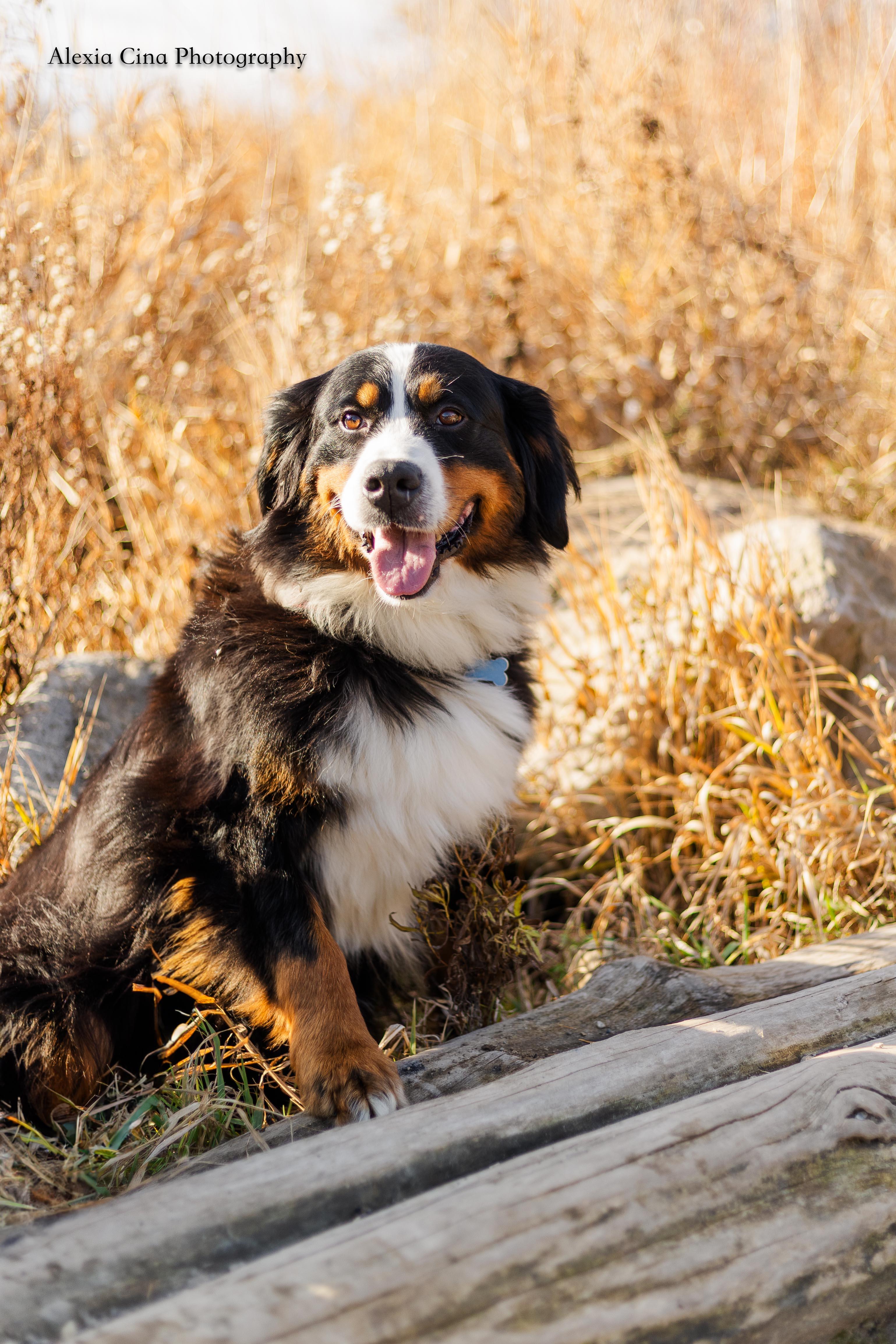 Enlarge Bernice, an adopted Bernese Mountain Dog in Drumbo, ON image 4/4