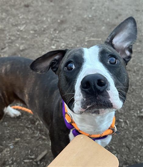 Enlarge MATCHA LATTE, a Adoptable Pit Bull Terrier in Denver, CO image 1/1