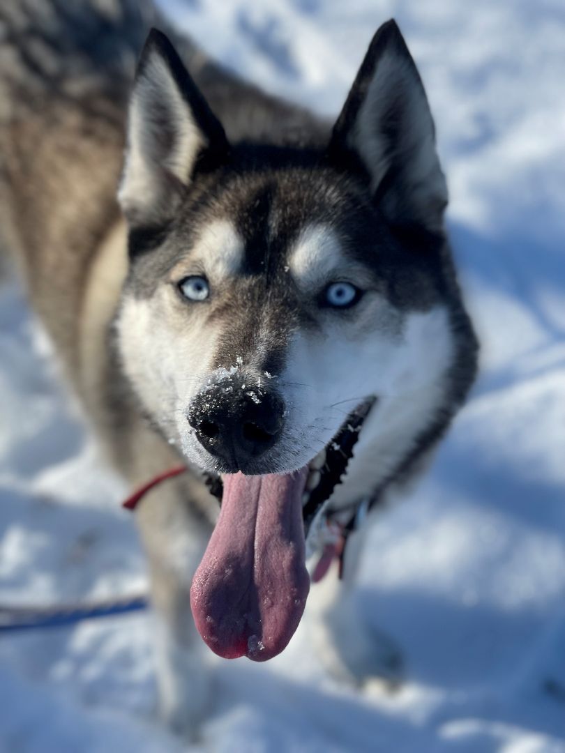 Kane, an adoptable mixed breed in Terra Cotta, ON image 2/6