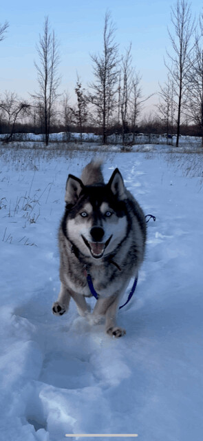 Kane, an adoptable mixed breed in Terra Cotta, ON image 3/6