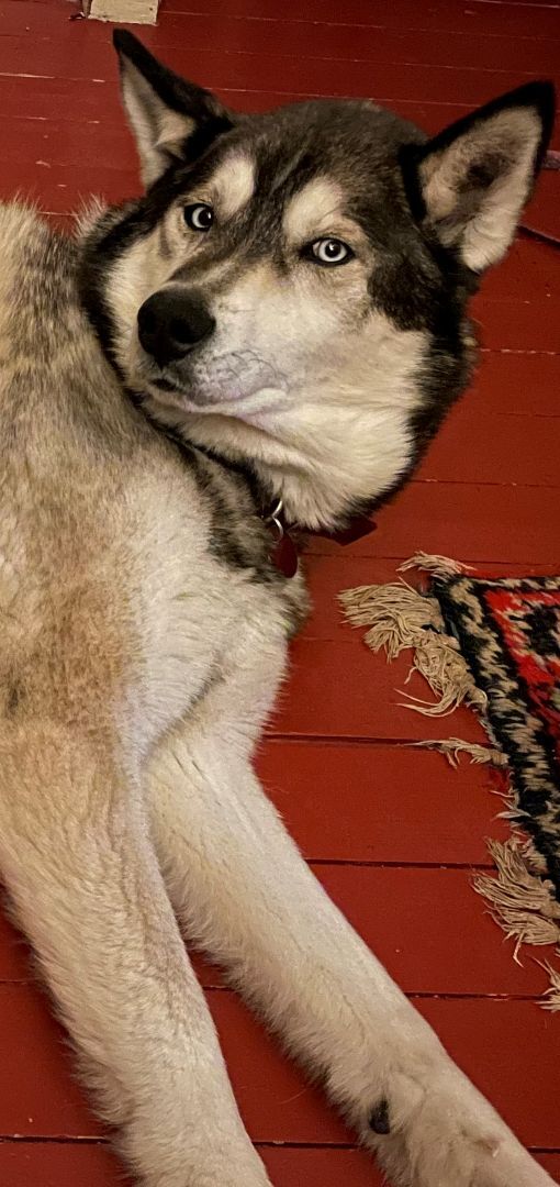 Kane, an adoptable mixed breed in Terra Cotta, ON image 4/6