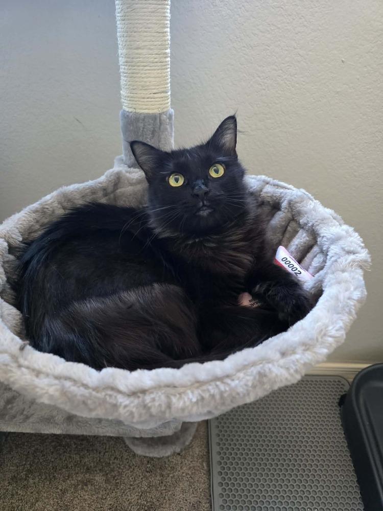 Celine Dion, a Adoptable mixed breed in tucson, AZ image 5/5