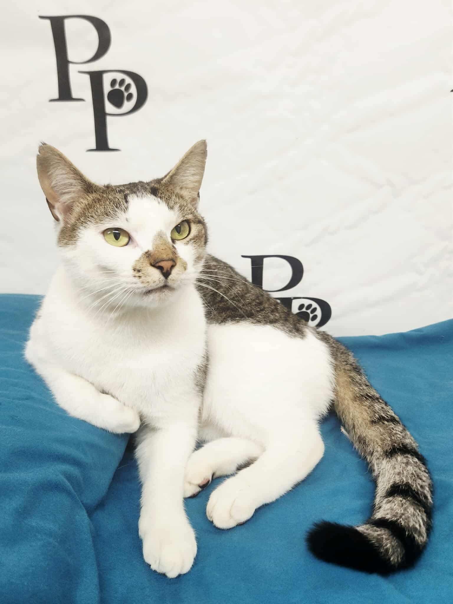 Enlarge Rabbit, a Adoptable Domestic Short Hair in Social Circle, GA image 2/3