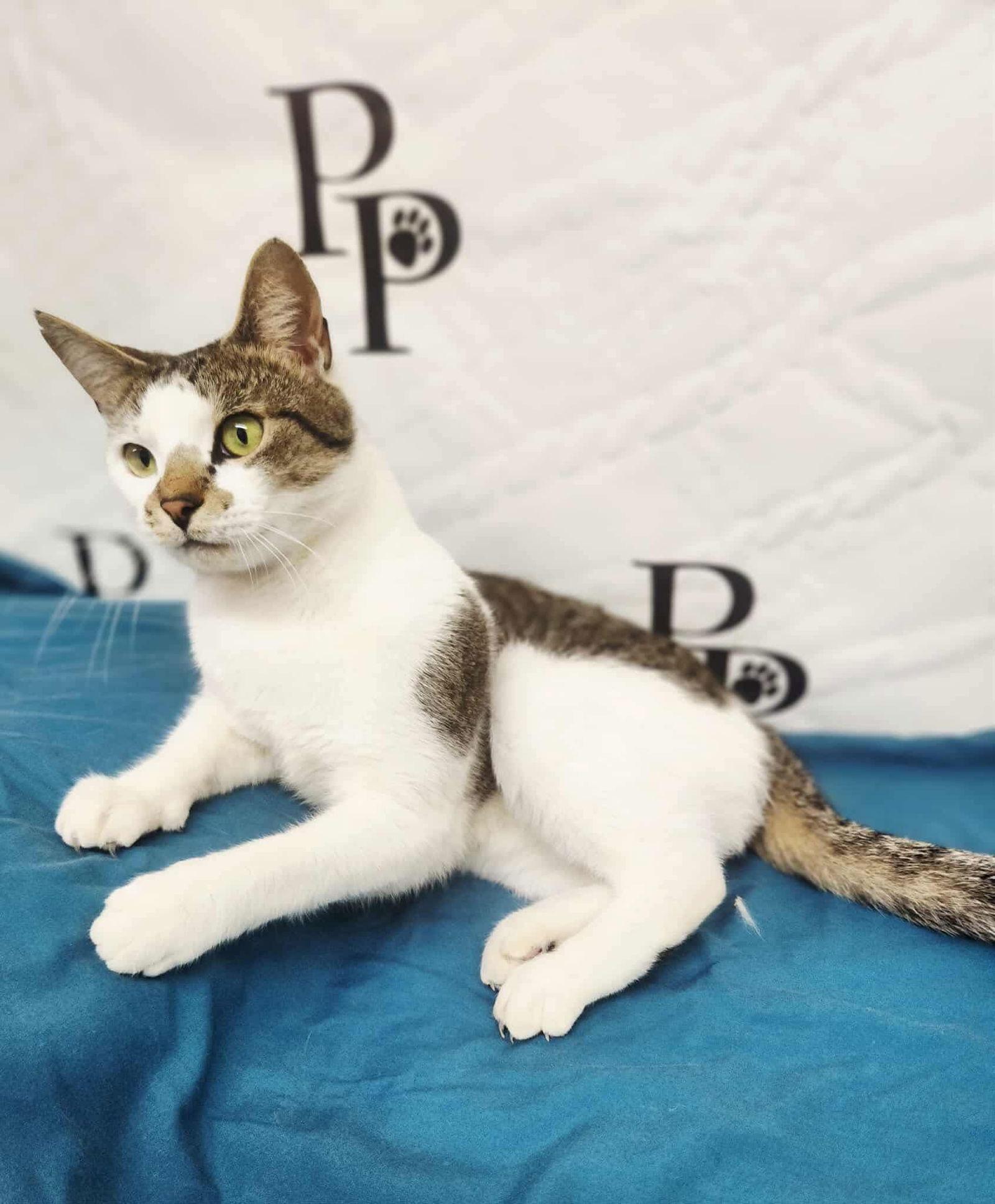 Enlarge Rabbit, a Adoptable Domestic Short Hair in Social Circle, GA image 3/3