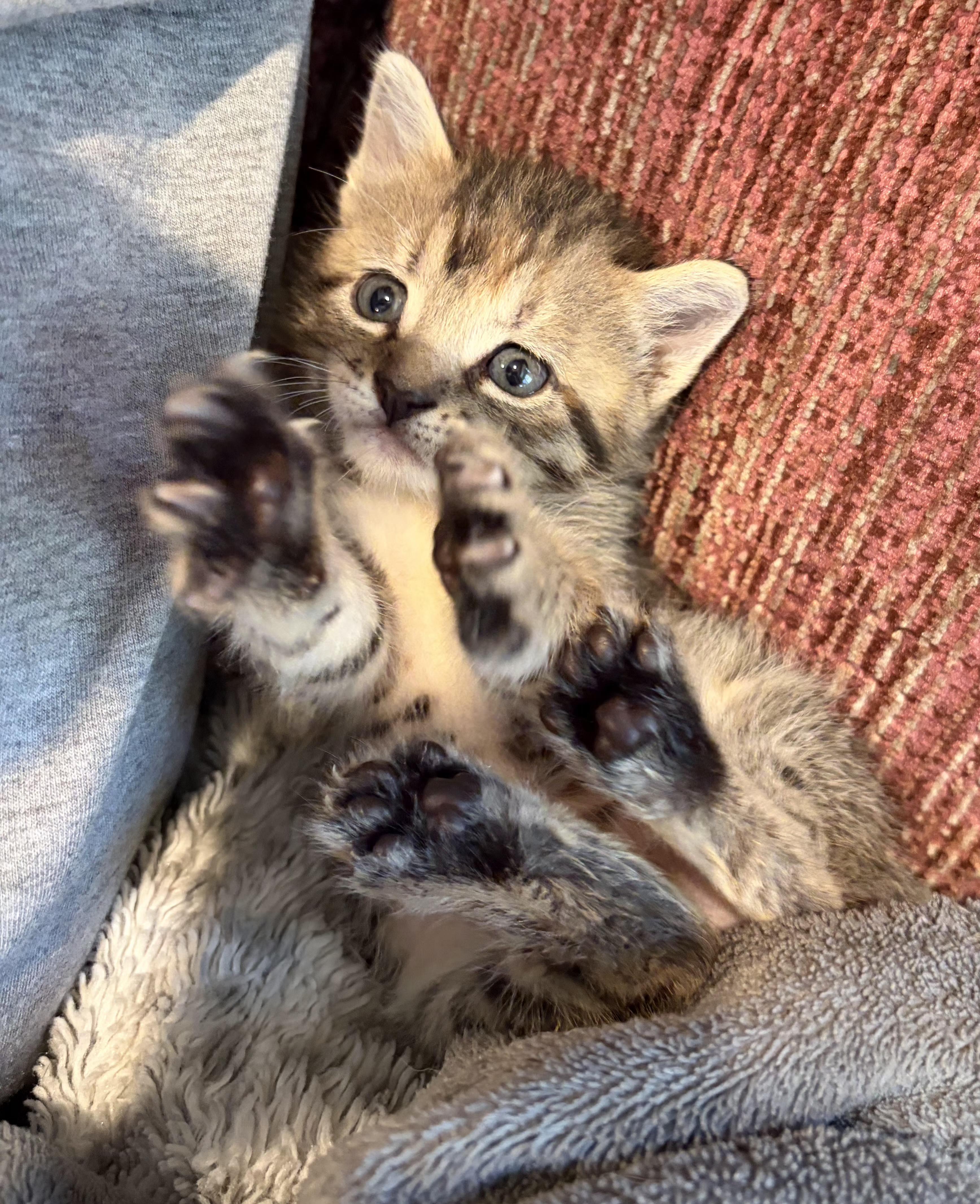 Clover, ADOPTABLE, Kitten Female Domestic Short Hair.