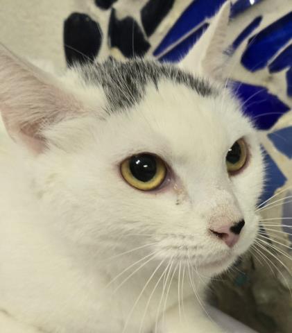 Enlarge MILEY, a Adoptable Domestic Short Hair in Pensacola, FL image 1/1