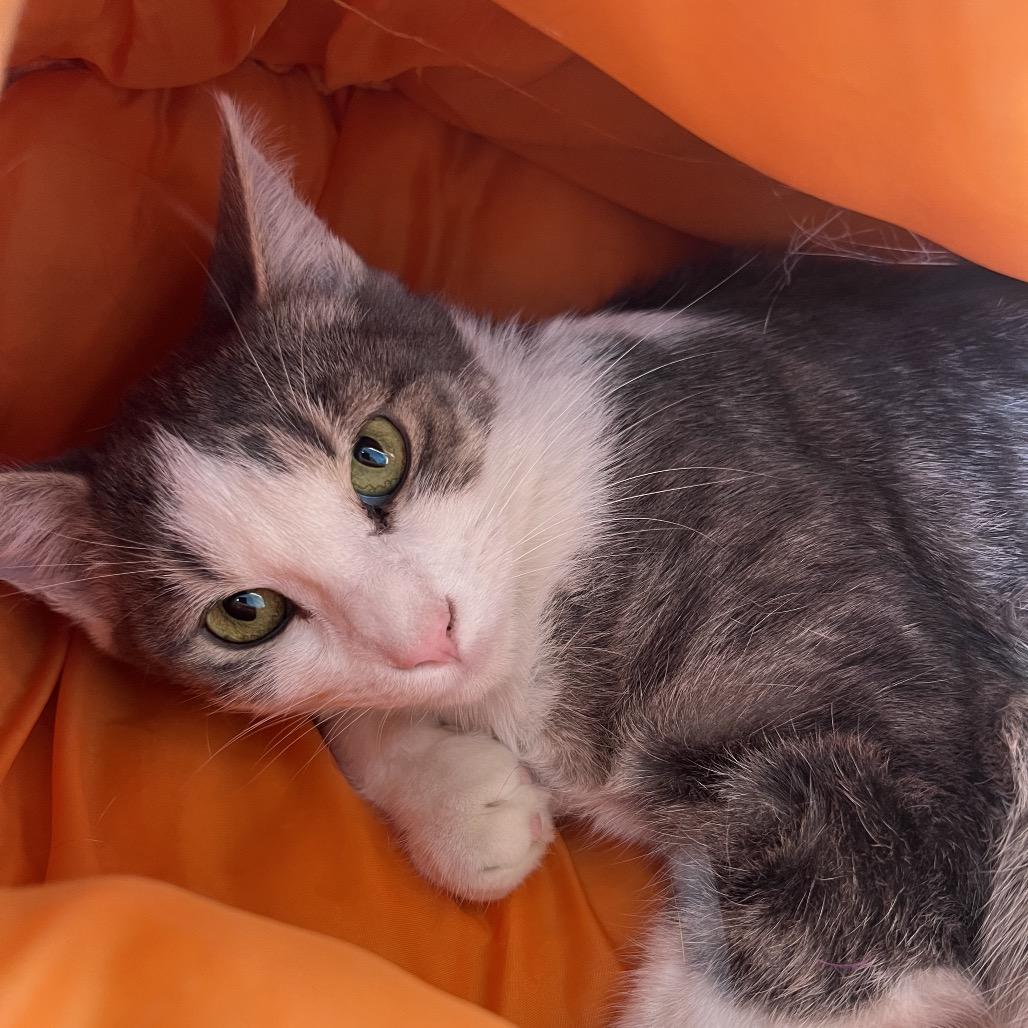 Enlarge Spruce, a Adoptable Domestic Short Hair in Rock Falls, IL image 1/1