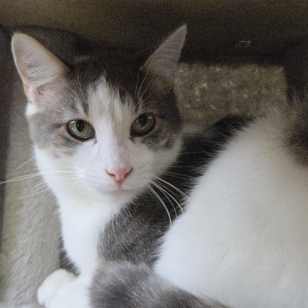 Enlarge Spruce, a Adoptable Domestic Short Hair in Rock Falls, IL image 2/2