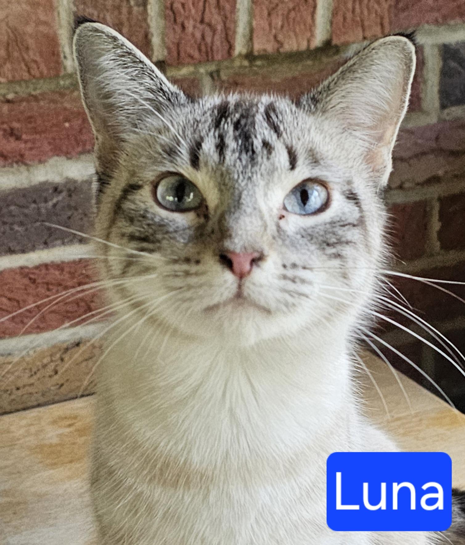 Luna, an adopted Siamese in Greensburg, PA image 1/2