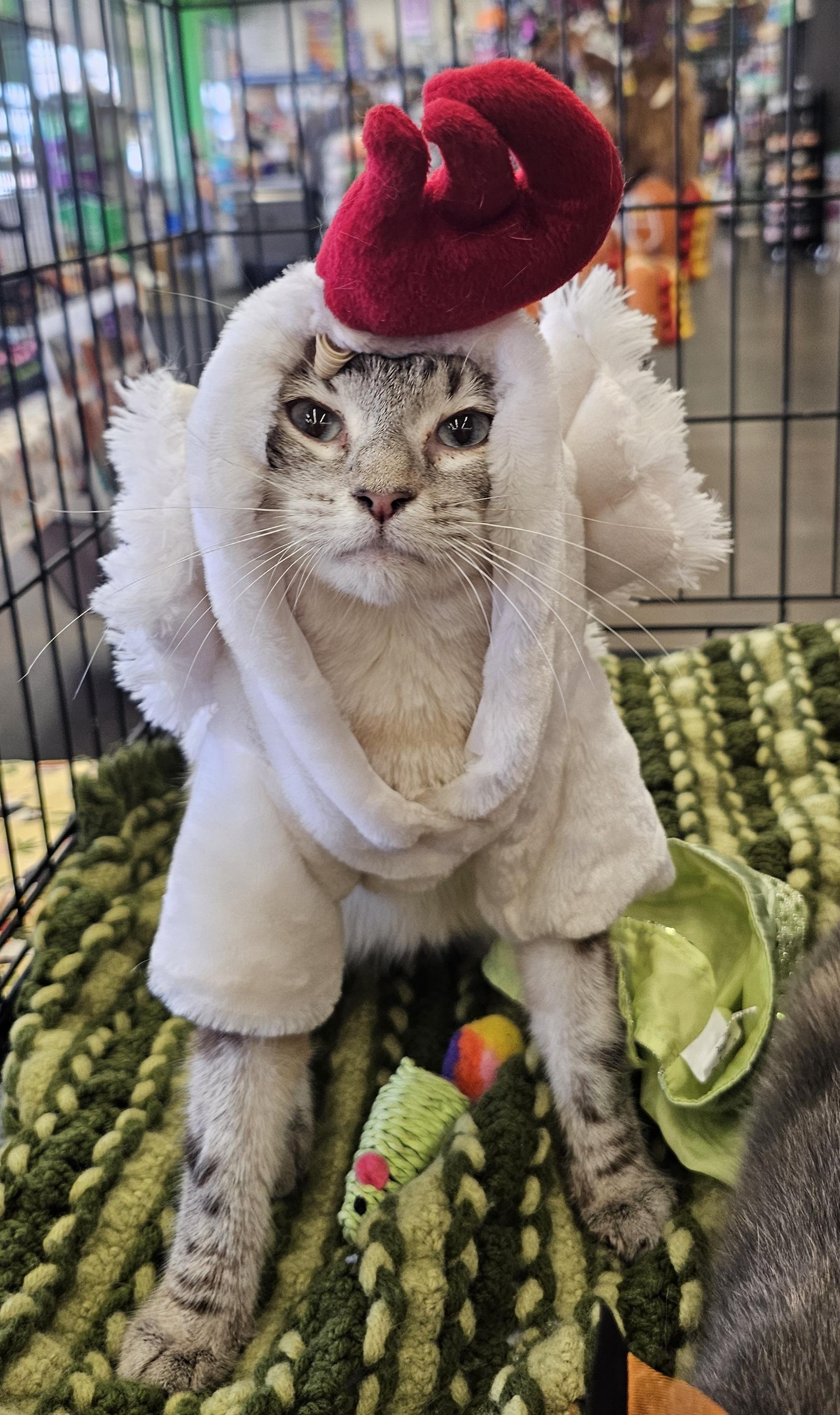 Luna, an adopted Siamese in Greensburg, PA image 2/2