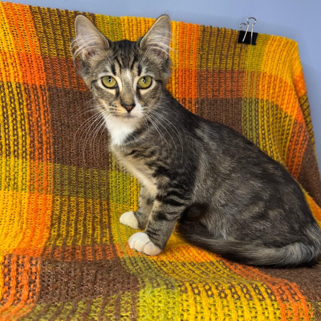 Aspen, Adoptable, Kitten Female Domestic Long Hair.