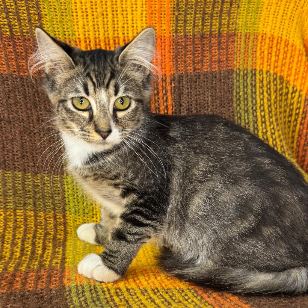 Enlarge Aspen, a Adoptable Domestic Long Hair in Mount Vernon, IL image 2/6