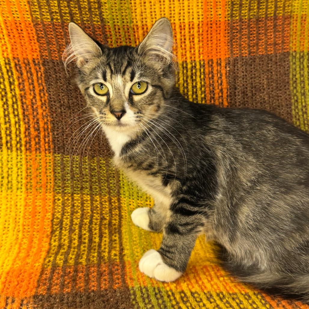 Enlarge Aspen, a Adoptable Domestic Long Hair in Mount Vernon, IL image 3/6