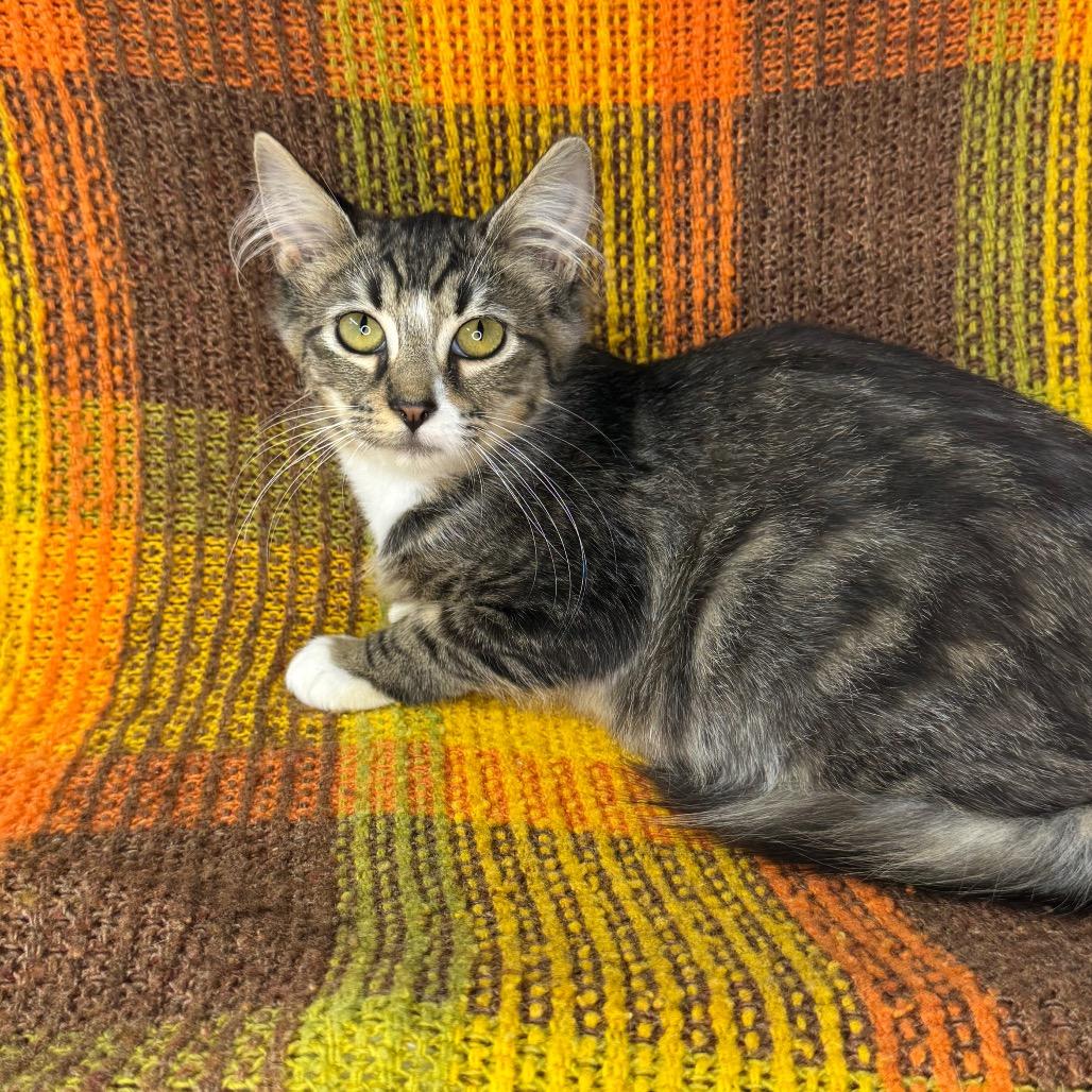 Enlarge Aspen, a Adoptable Domestic Long Hair in Mount Vernon, IL image 4/6
