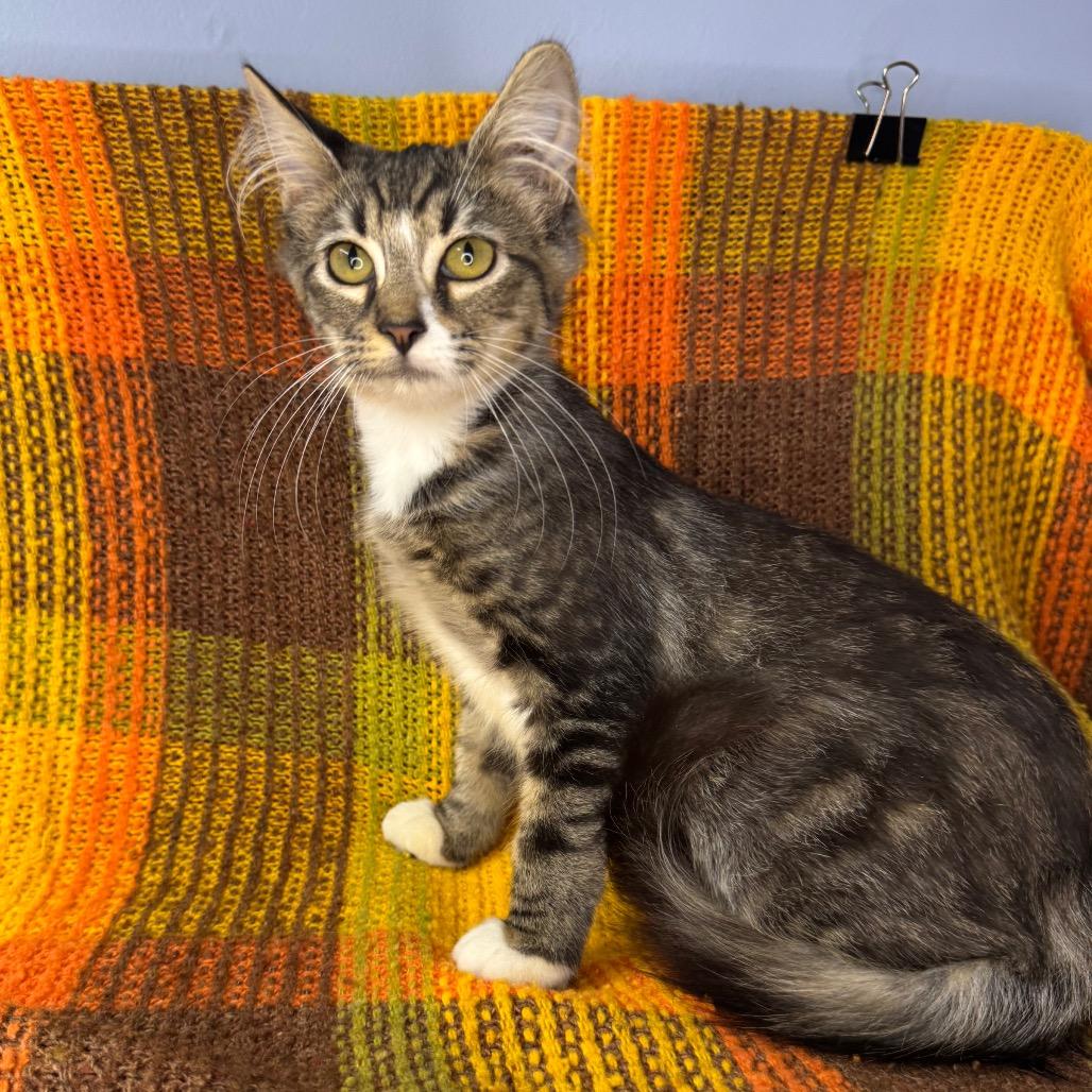 Enlarge Aspen, a Adoptable Domestic Long Hair in Mount Vernon, IL image 5/6
