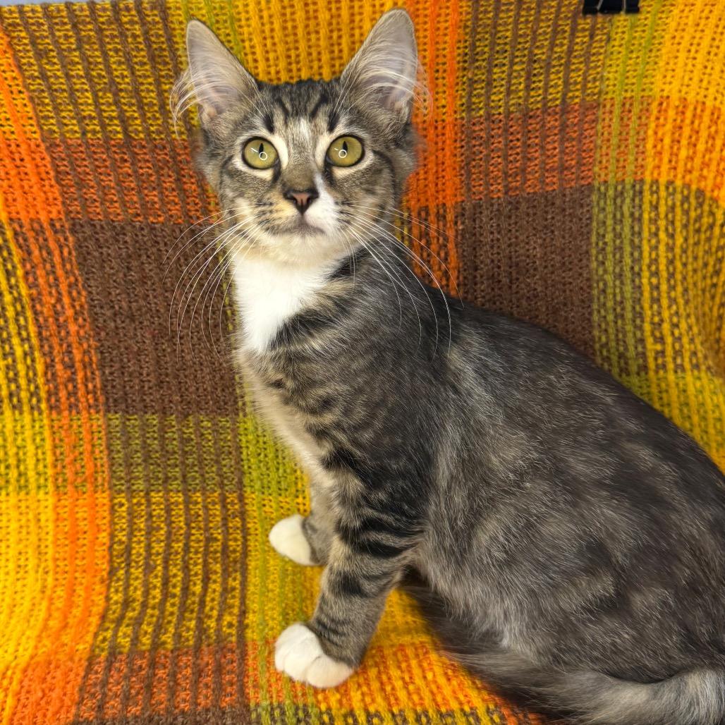 Enlarge Aspen, a Adoptable Domestic Long Hair in Mount Vernon, IL image 6/6