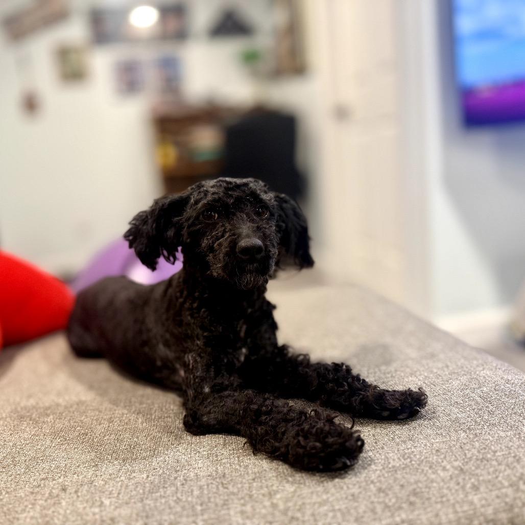 Enlarge Saydie, a Adoptable Poodle in Raleigh, NC image 1/4