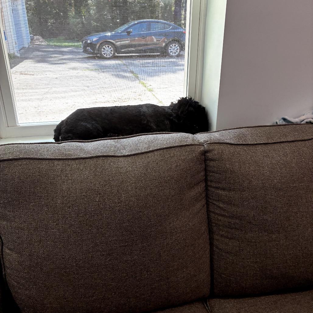 Enlarge Saydie, a Adoptable Poodle in Raleigh, NC image 2/4