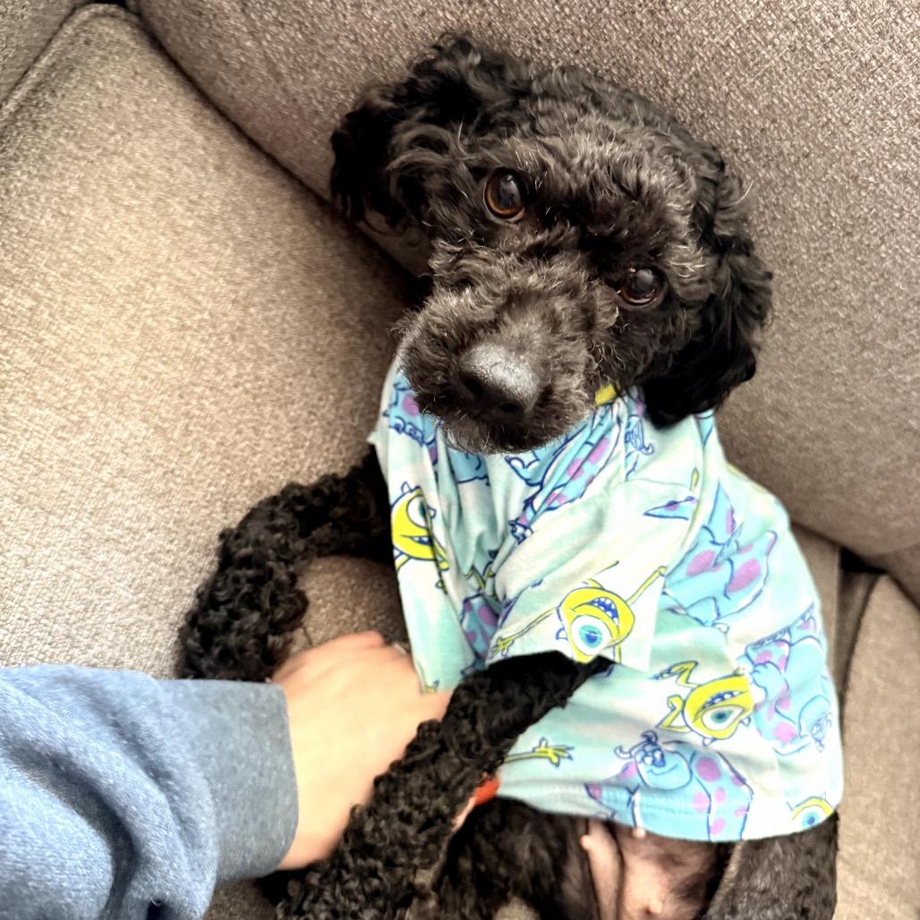 Enlarge Saydie, a Adoptable Poodle in Raleigh, NC image 3/4