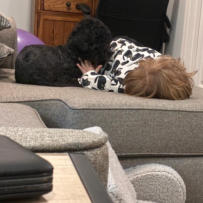 Enlarge Saydie, a Adoptable Poodle in Raleigh, NC image 4/4