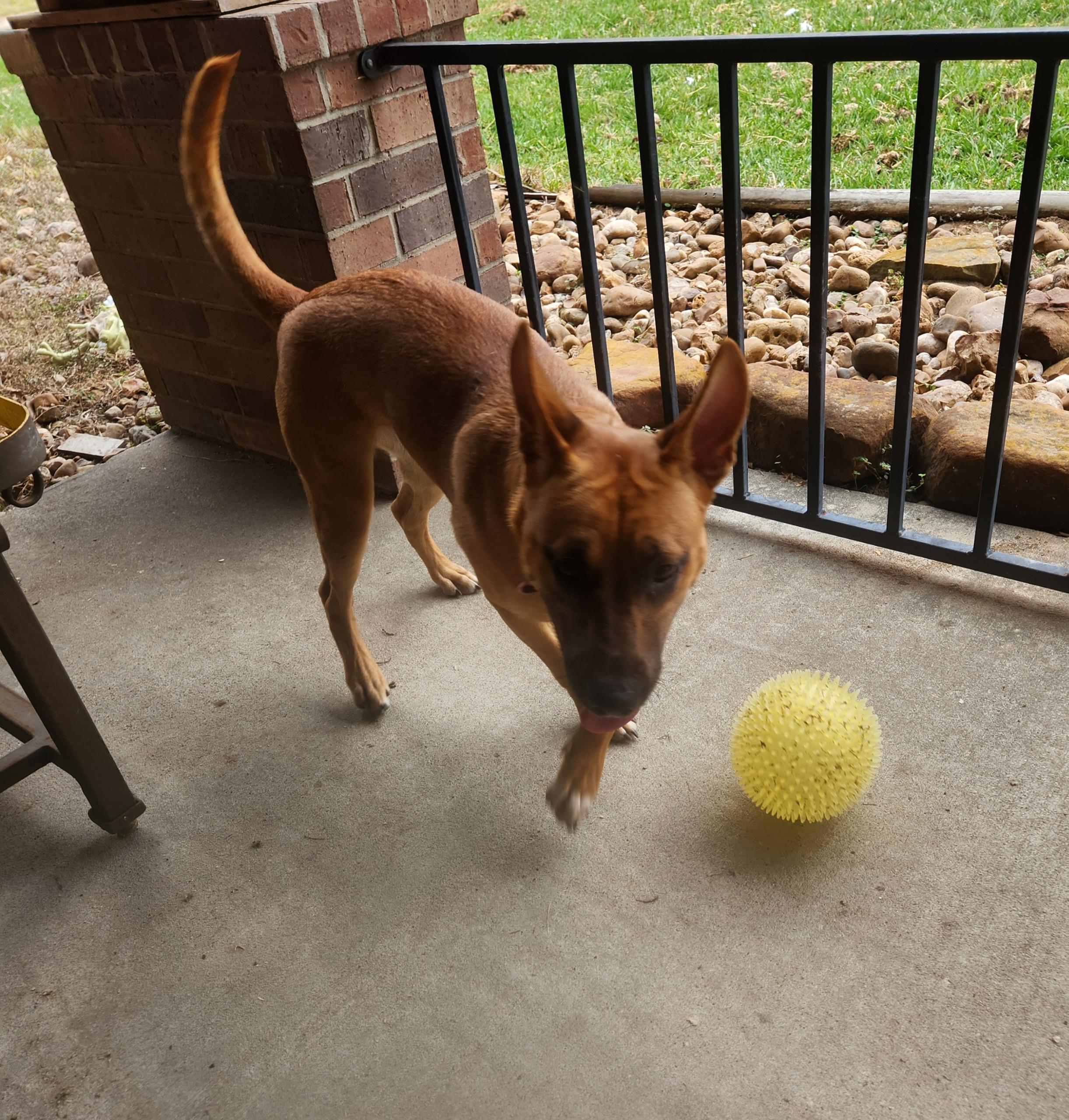Enlarge KAI breeze oceana, a Adoptable mixed breed in Austin, TX image 4/6
