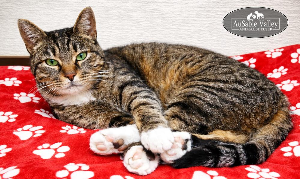 Chuckles, a ADOPTABLE Domestic Short Hair in Grayling, MI image 3/6