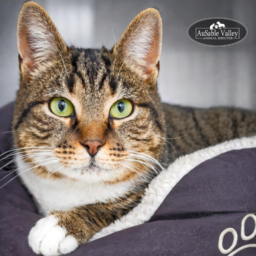 Chuckles, a ADOPTABLE Domestic Short Hair in Grayling, MI image 1/6