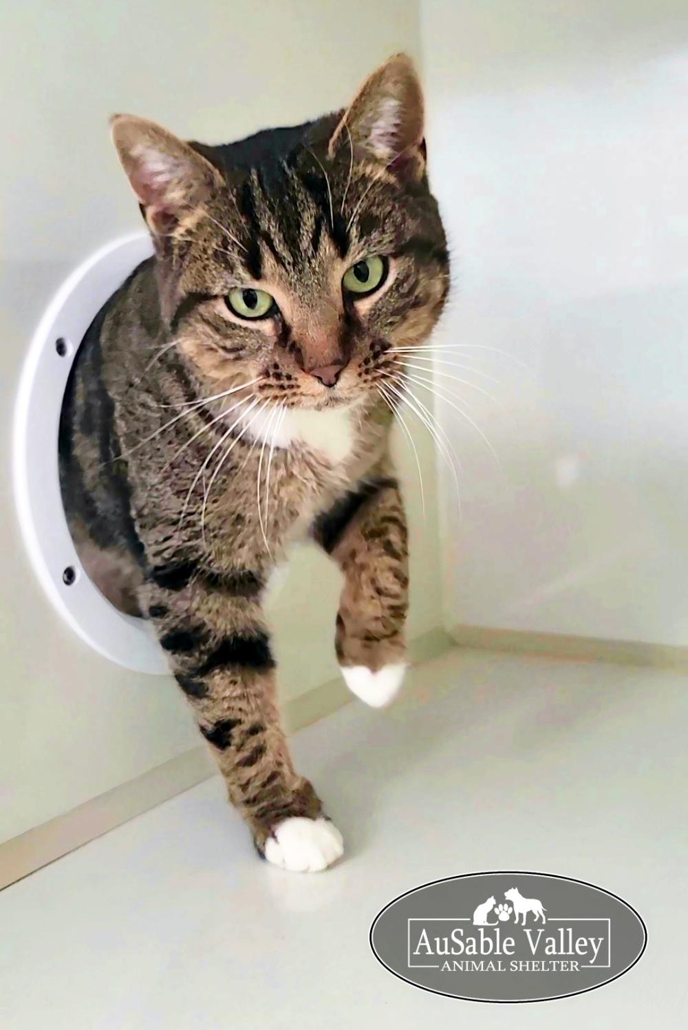 Chuckles, a ADOPTABLE Domestic Short Hair in Grayling, MI image 4/6