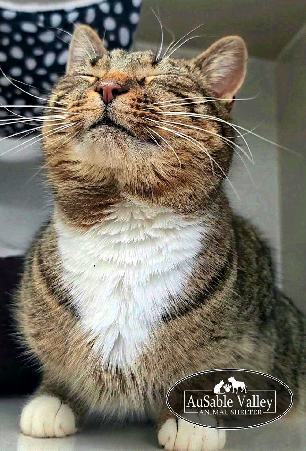 Chuckles, a ADOPTABLE Domestic Short Hair in Grayling, MI image 5/6