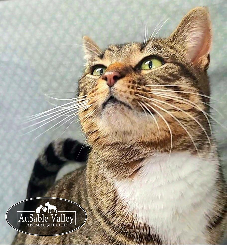 Chuckles, a ADOPTABLE Domestic Short Hair in Grayling, MI image 6/6