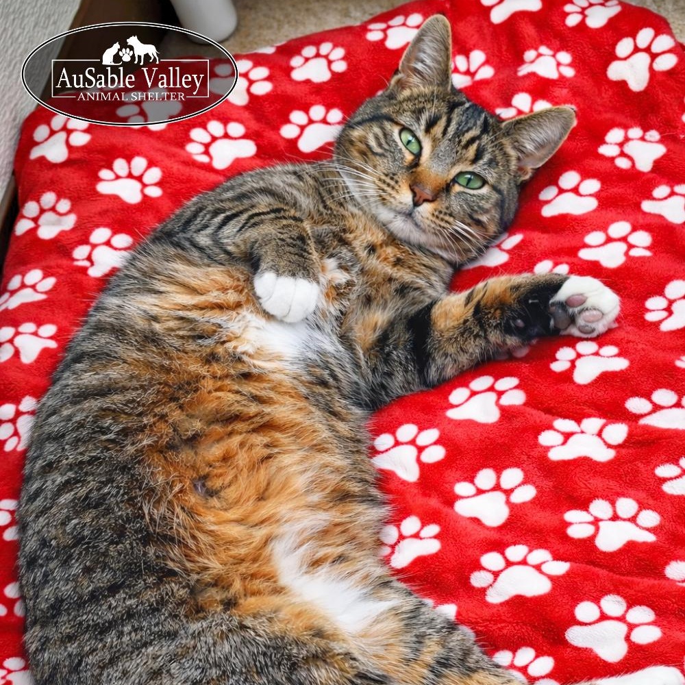 Chuckles, a ADOPTABLE Domestic Short Hair in Grayling, MI image 2/6