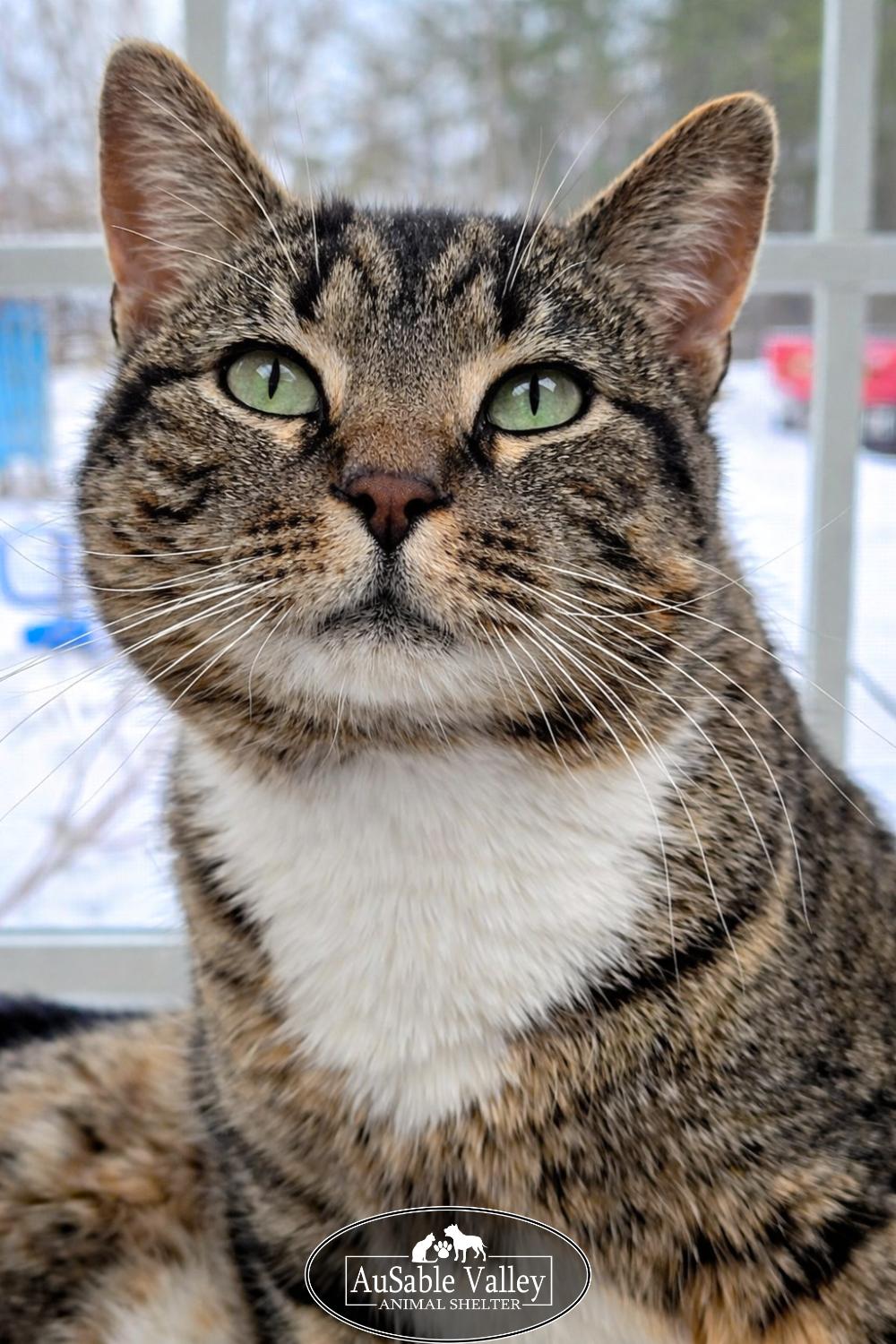 Enlarge Chuckles, a ADOPTABLE Domestic Short Hair in Grayling, MI image 4/6