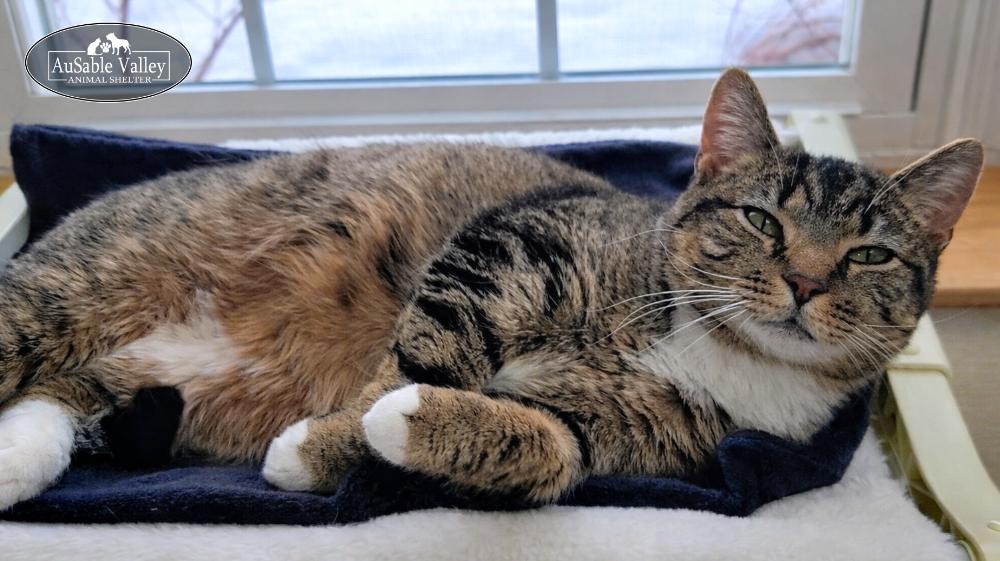 Enlarge Chuckles, a ADOPTABLE Domestic Short Hair in Grayling, MI image 6/6