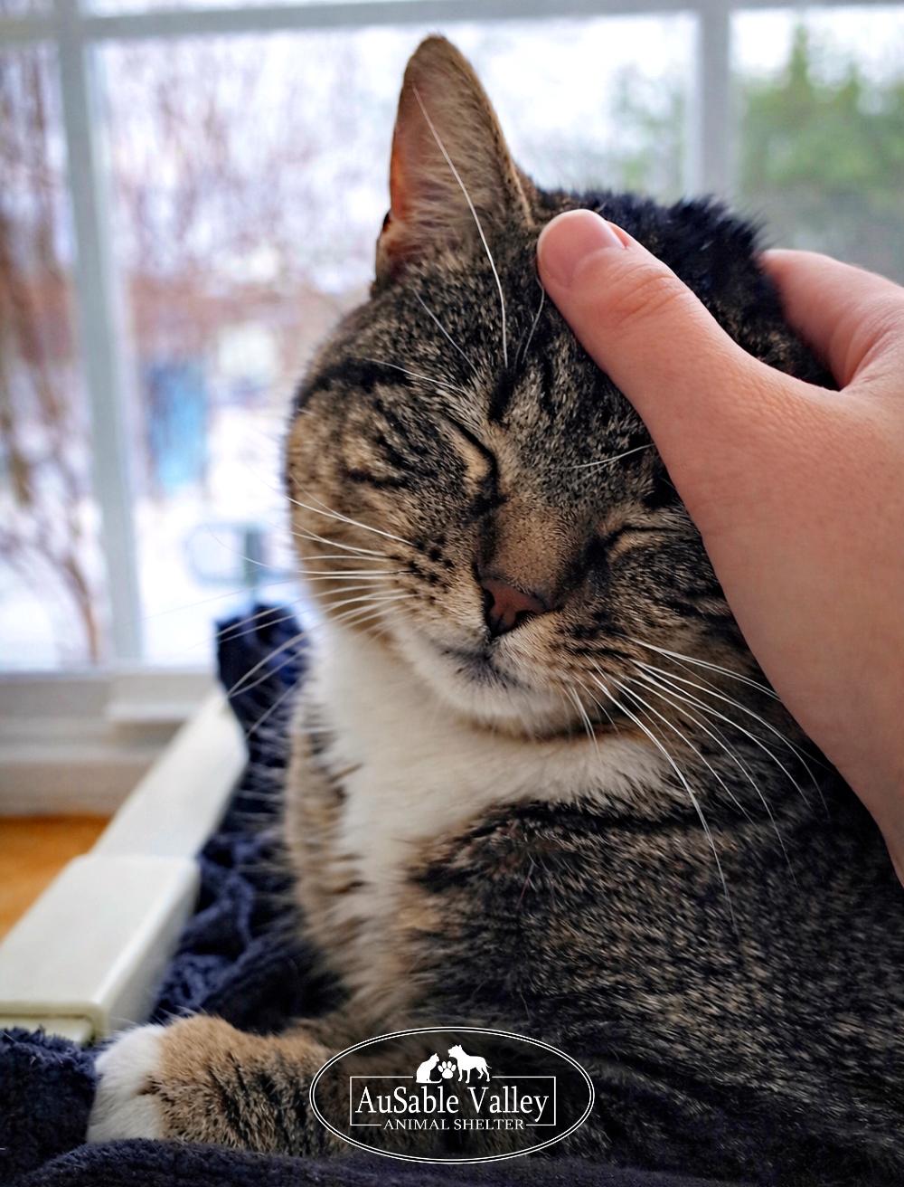 Enlarge Chuckles, a ADOPTABLE Domestic Short Hair in Grayling, MI image 5/6