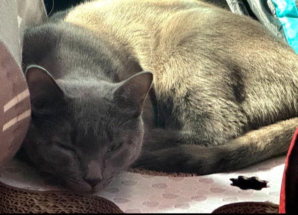 Dovey, Adoptable, Young Male American Shorthair.