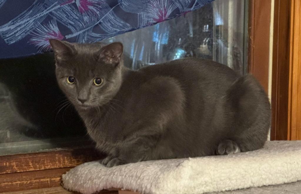 Enlarge Dovey, a Adoptable American Shorthair in Hagaman, NY image 2/5