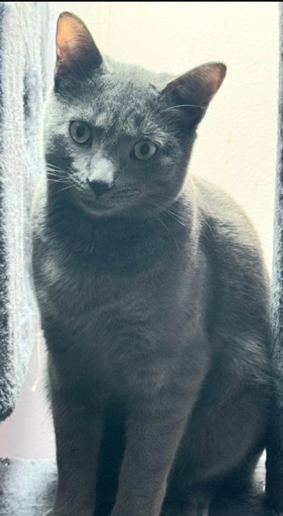 Enlarge Dovey, a Adoptable American Shorthair in Hagaman, NY image 3/5