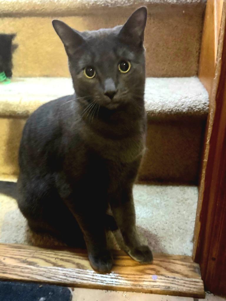 Enlarge Dovey, a Adoptable American Shorthair in Hagaman, NY image 4/5