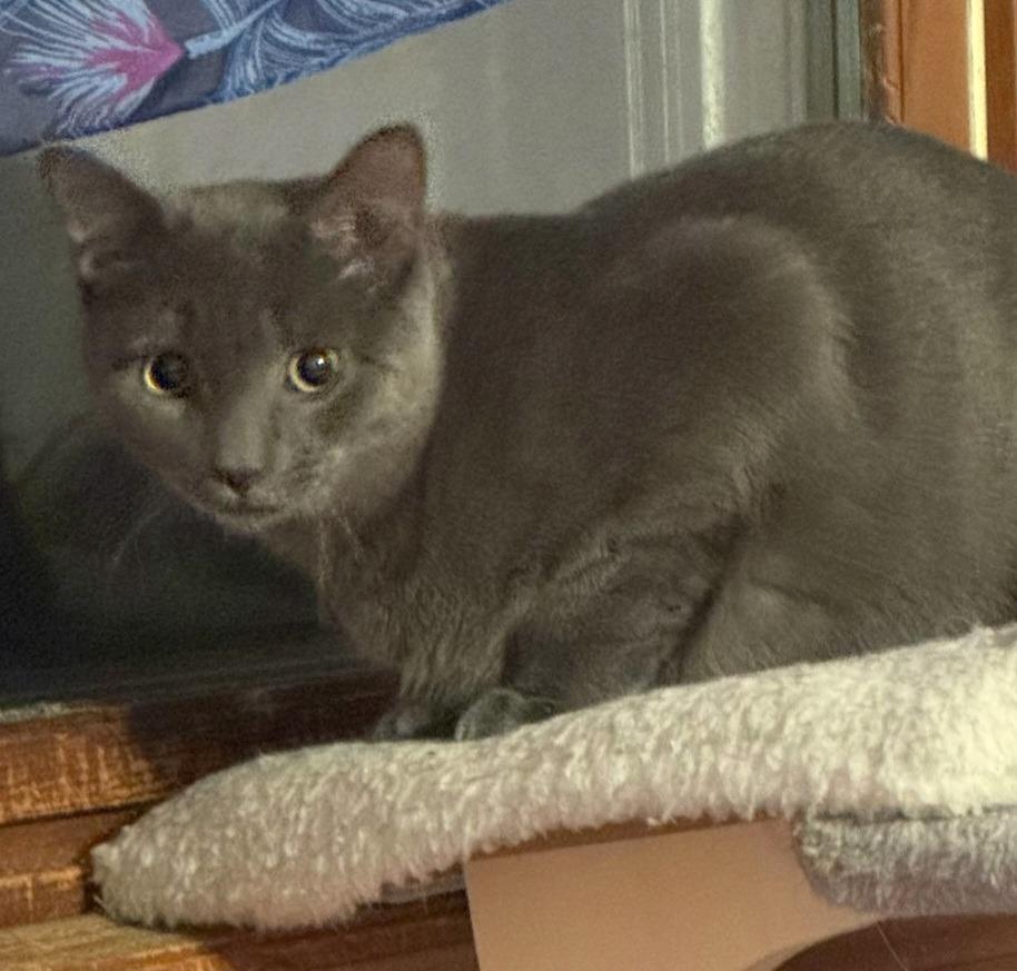 Enlarge Dovey, a Adoptable American Shorthair in Hagaman, NY image 5/5