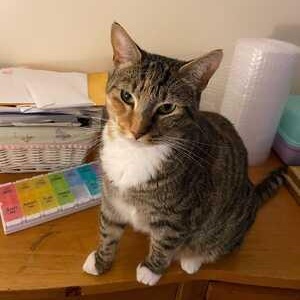 Luna, a ADOPTABLE Tabby in Medford, MA image 3/5