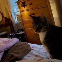 Luna, a ADOPTABLE Tabby in Medford, MA image 5/5