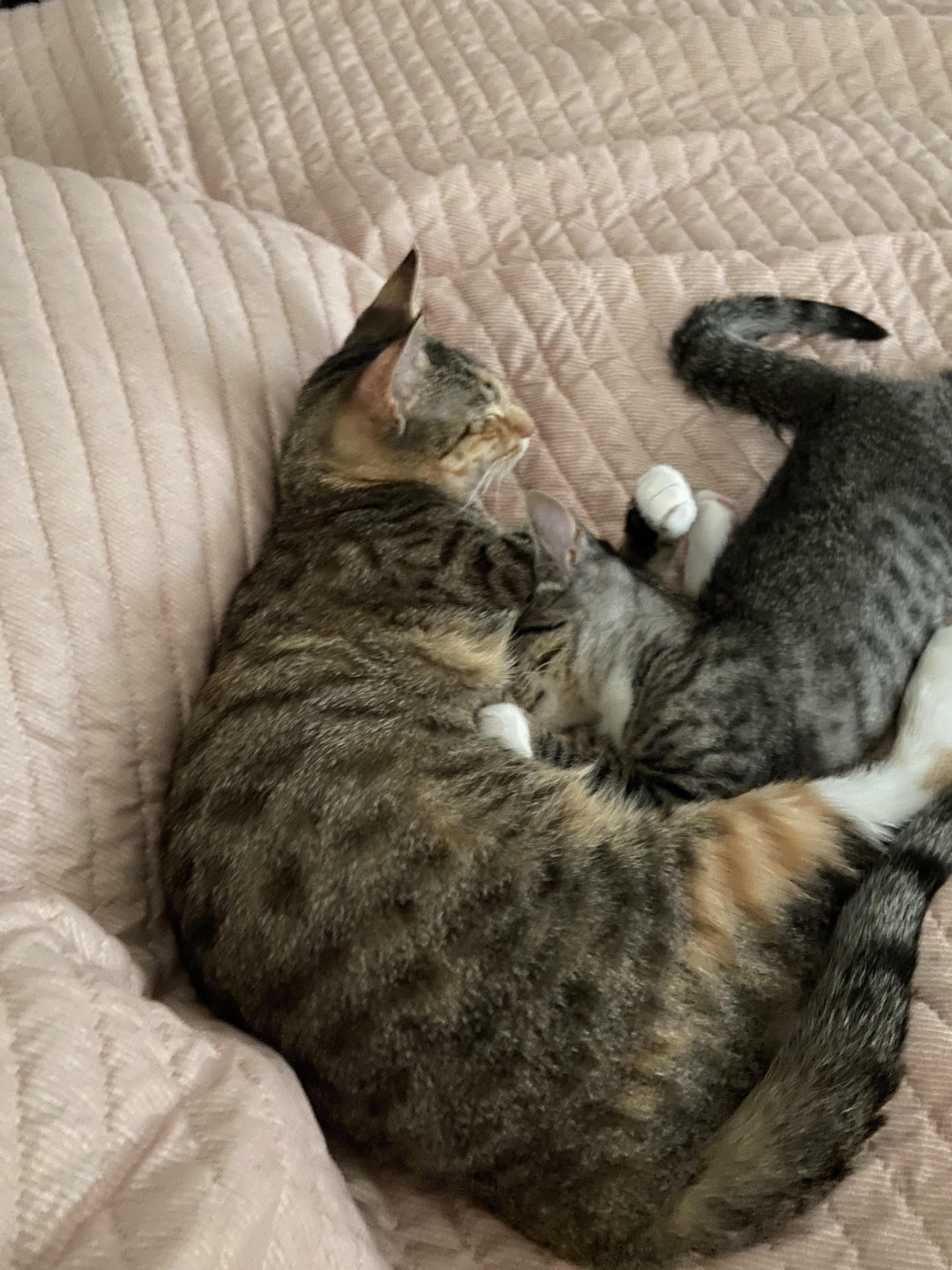 Luna, a ADOPTABLE Tabby in Medford, MA image 2/5