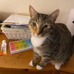 Luna, ADOPTABLE, Young Female Tabby.